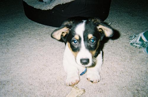 corgi