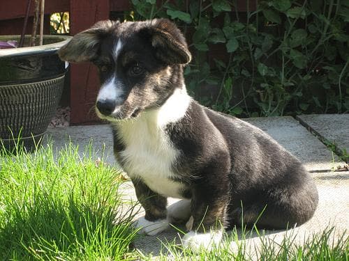 Cardigan Welsh Corgi