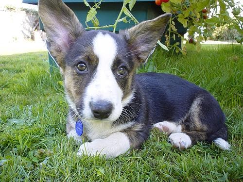 Cardigan Welsh Corgi