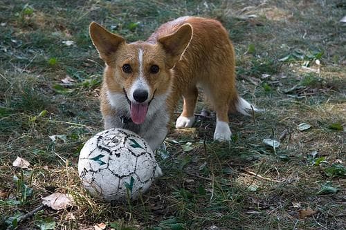 Cardigan Welsh Corgi