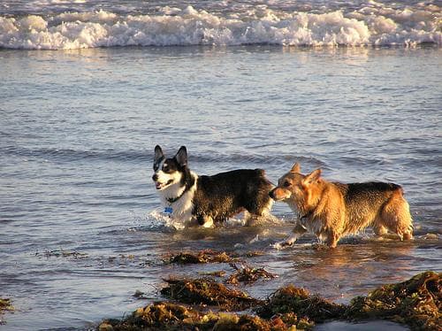 Cardigan Welsh Corgi