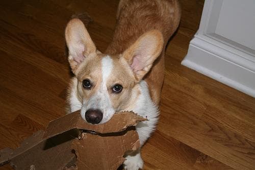 Cardigan Welsh Corgi