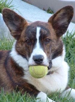 corgi