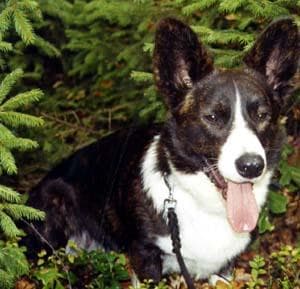Cardigan Welsh Corgi