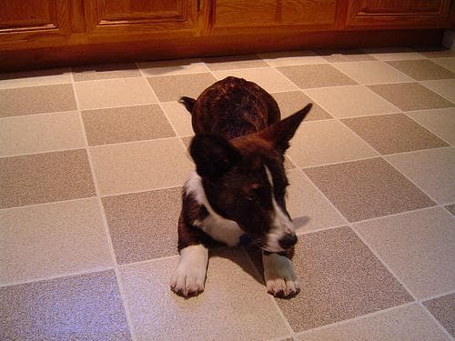 corgi