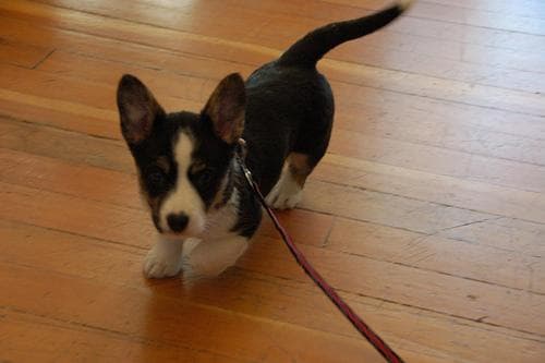 Cardigan Welsh Corgi