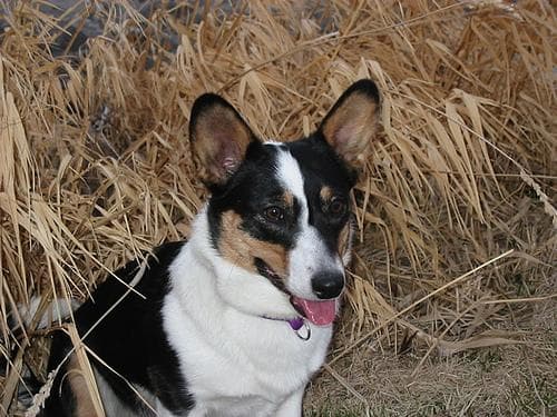 Cardigan Welsh Corgi