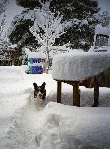 corgi