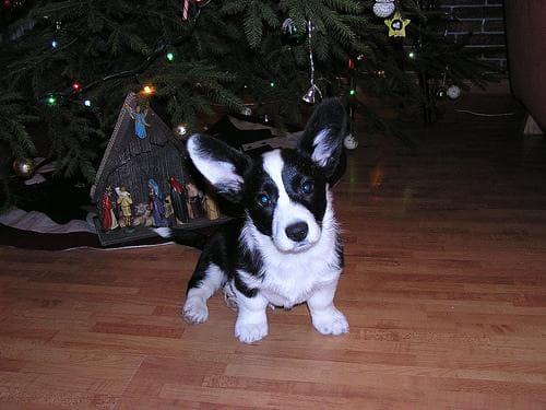 Cardigan Welsh Corgi