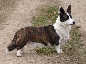 corgi
