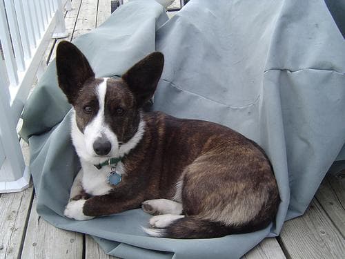 Cardigan Welsh Corgi