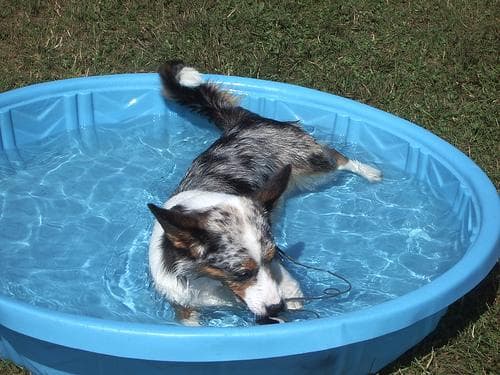 Cardigan Welsh Corgi