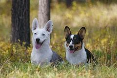 Cardigan Welsh Corgi