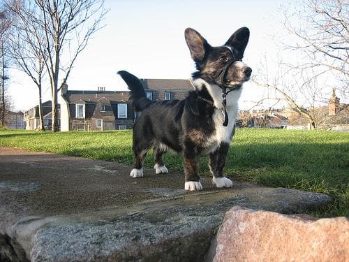 Cardigan Welsh Corgi