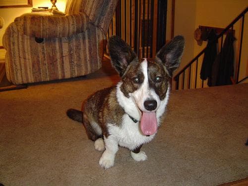 Cardigan Welsh Corgi