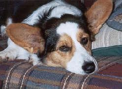 Cardigan Welsh Corgi