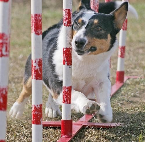 Cardigan Welsh Corgi