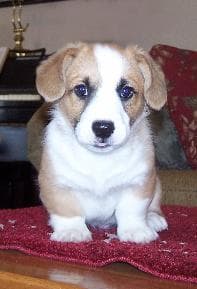 corgi