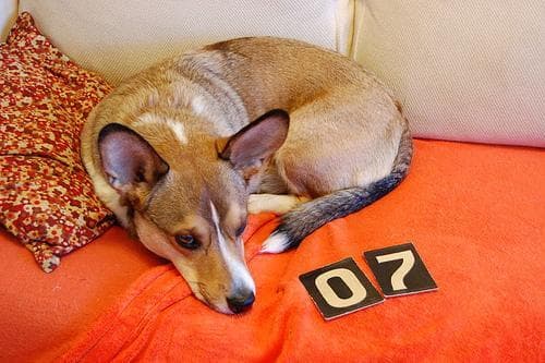 Cardigan Welsh Corgi
