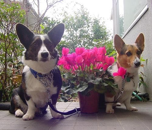 corgi