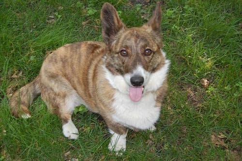 corgi