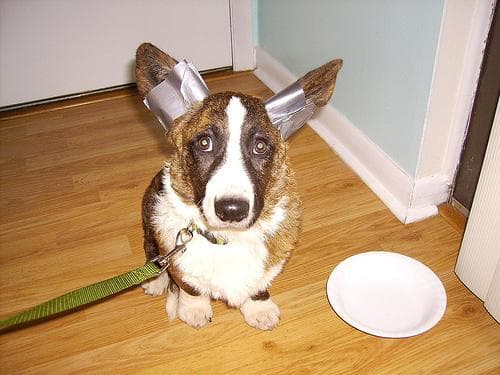 Cardigan Welsh Corgi