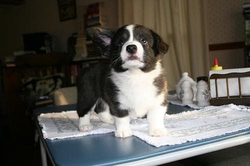 Cardigan Welsh Corgi