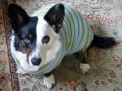 Cardigan Welsh Corgi