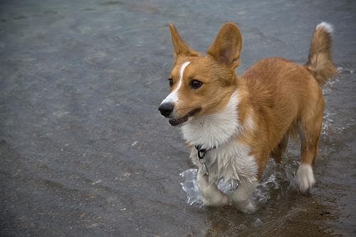 Cardigan Welsh Corgi