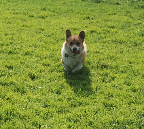 Cardigan Welsh Corgi