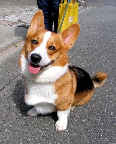 corgi