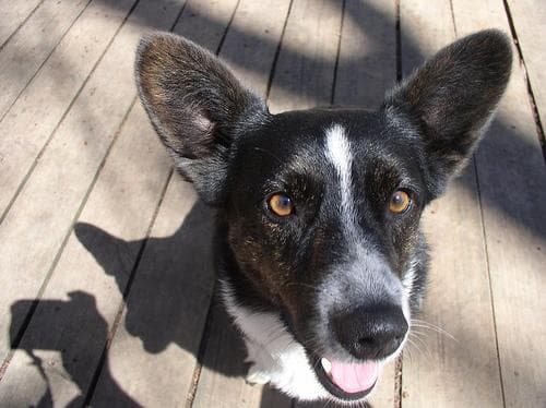 Cardigan Welsh Corgi