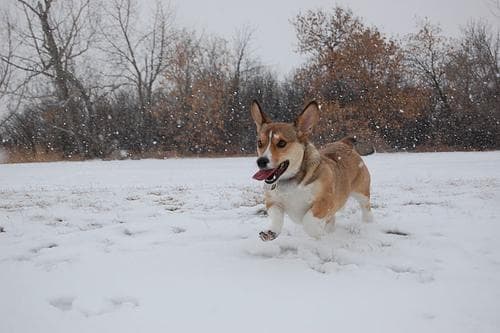 Cardigan Welsh Corgi