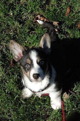 corgi