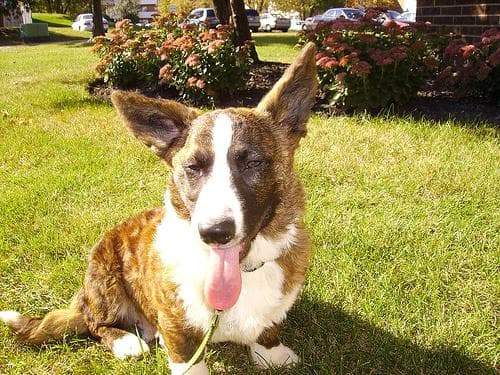 corgi