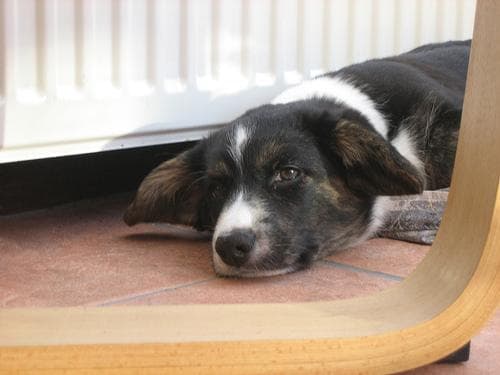 Cardigan Welsh Corgi