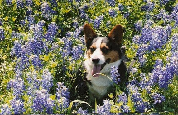 Cardigan Welsh Corgi