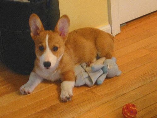 corgi