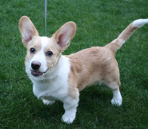 corgi