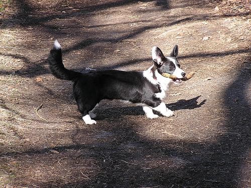 Cardigan Welsh Corgi