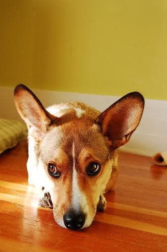 corgi