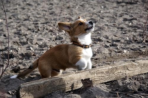 Cardigan Welsh Corgi