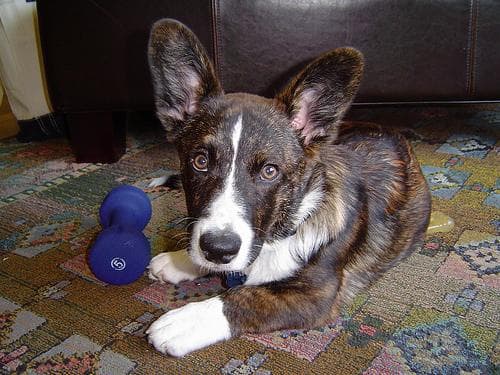 Cardigan Welsh Corgi