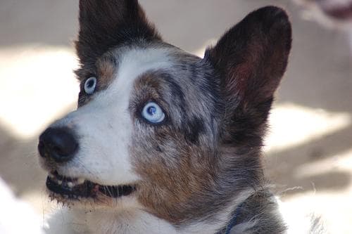 Cardigan Welsh Corgi