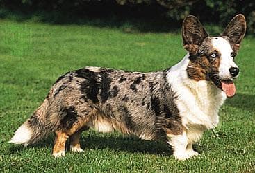 Cardigan Welsh Corgi
