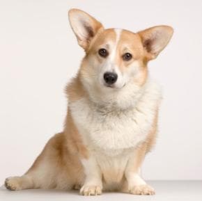 corgi
