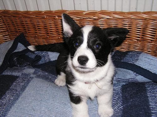 corgi
