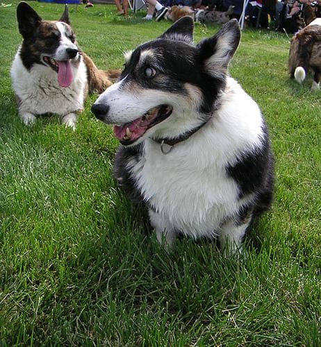 Cardigan Welsh Corgi