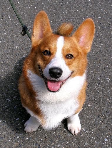 Cardigan Welsh Corgi