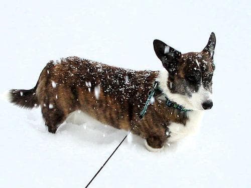corgi